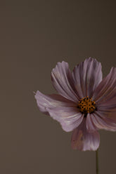 Violet Sandalwood 50ml Perfume Oil Dropper